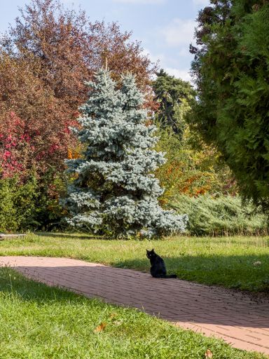 A vertical shot of a black cat on the paved path in a park