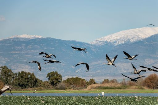 A flock of storks flying over the river on a sunny morning