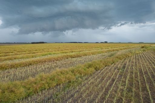 A beautiful shot of an agricultural field under a cloudy sky