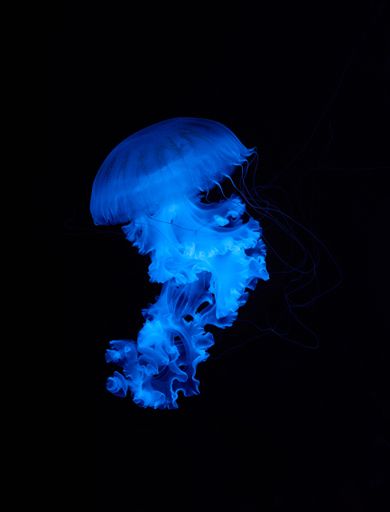A vertical shot of a blue transparent jellyfish on a black background