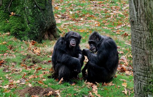 A beautiful view of two chimpanzees sitting on the grass covered field near some trees