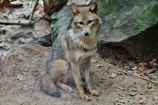 A beautiful coyote sitting on stones in captured in a zoo