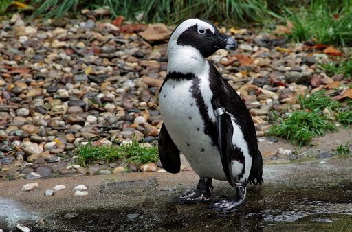 A closeup shot of a cute penguin on the ground covered with small pebbles
