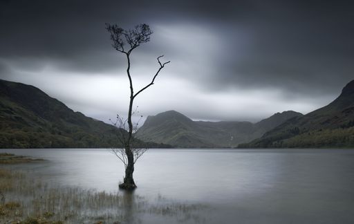 A leafless tree at Buttermere in UK Lake District, dramatic, stormy
