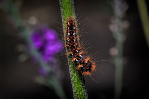 A macro shot of a gypsy moth caterpillar on a green stem against a blurred background