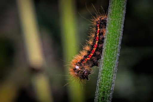 A macro shot of a gypsy moth caterpillar on a green stem against blurred background
