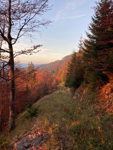 A vertical shot of colorful forest in golden hour during the autumn