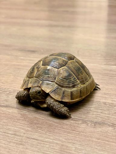 A close up of a small turtle on a wooden floor