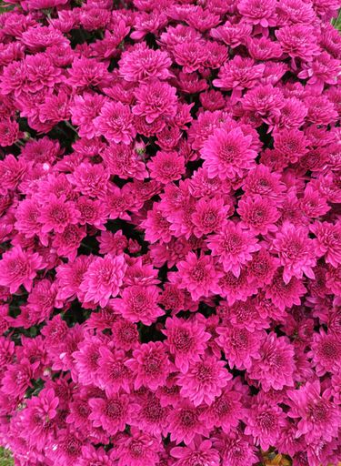 A vertical shot of Chrysanthemum flowers
