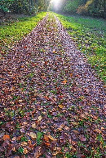 A vertical closeup shot of dry fallen leaves on a pathway in a park surrounded by grass
