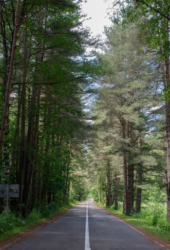 A vertical shot of a straight road lined with trees in Dombay, Karachay-Cherkess Republic, Russia