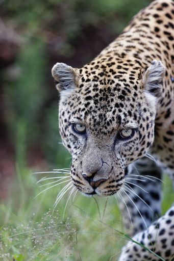A vertical shot of a leopard moving through the grass of the Masai Mara, Kenya