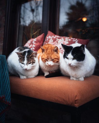 A vertical shot of three cats of short-haired domestic breed, relaxing on a soft couch