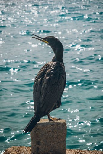 A vertical shot of a cormorant bird standing on the dock by the sea on a sunny day