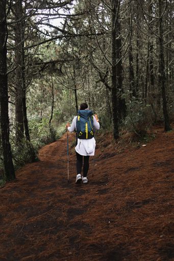 A back view of a young female hiker with a backpack and trekking poles in a forest