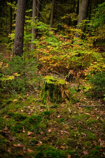 A vertical shot of a tree stump covered by moss found in a forest