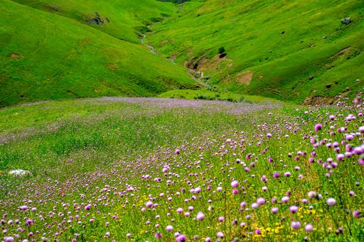 A beautiful view of wild flowers growing on a hill with fresh grass during sunrise