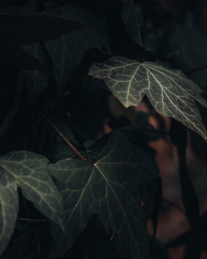 A vertical shot of green leaves