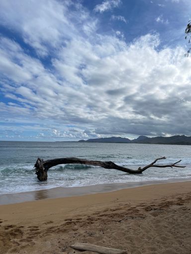A vertical shot of a big tree branch on the shore of a beach under a cloudy blue sky