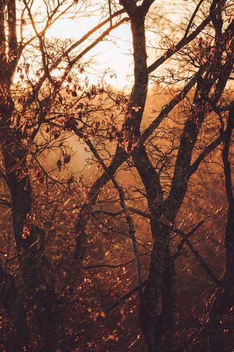 A vertical shot of dried leaves on crooked trees in a forest at golden hour