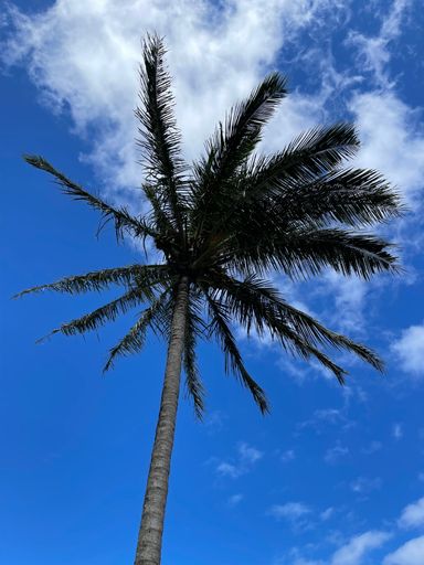 A low-angle shot of a palm tree against a cloudy blue sky