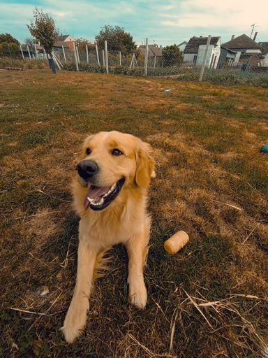 A vertical shot of a Retriever dog playing on a grassy ground of a park