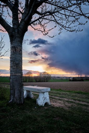 A vertical shot of a white stone bench under a tree at sunset with a cloudy sky in the background