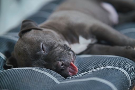A beautiful American Staffordshire terrier puppy sleeping with his tongue out