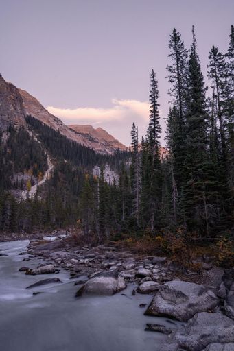 A vertical shot of a scenic forest landscape during a cold winter evening
