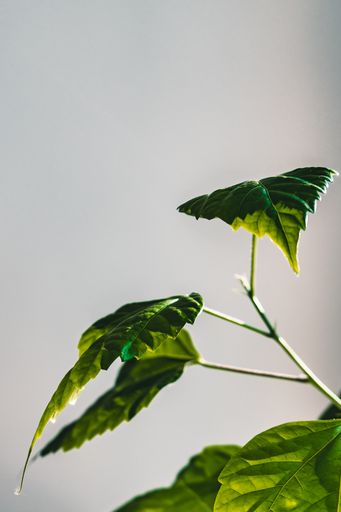 A vertical shot of lush green leaves of a houseplant against a white wall