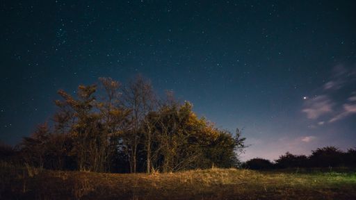 A beautiful night scenery of trees at a field against a starry sky