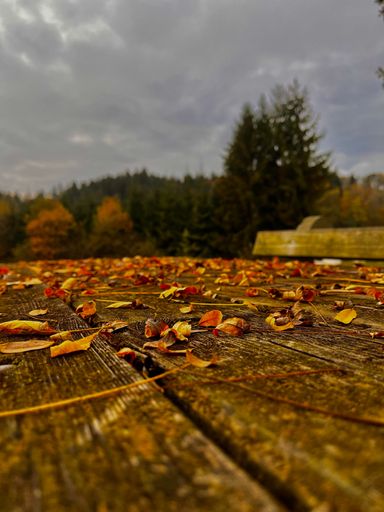 A closeup shot of fallen autumn leaves on a wooden picnic table in the park on a cloudy day