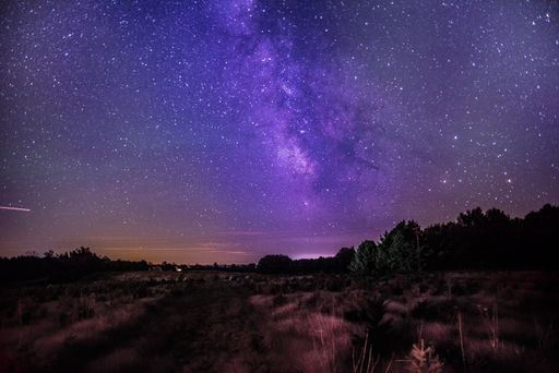 A beautiful shot of a deserted field with trees under a dark purple sky filled with stars