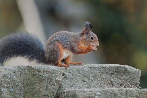A brown squirrel on the ground with a blurry background