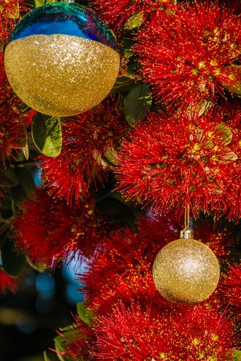 The Pohutukawa tree flowers over the NZ summer and is often referred to as the New Zealand Christmas tree.
