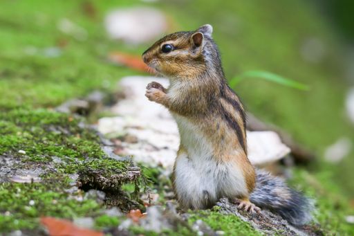 A shallow focus shot of a common chipmunk on moss