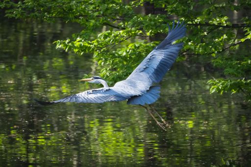 An amazing shot of a gray heron (pelican order) flying over a lake with reflection of green trees in water