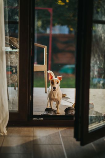 A vertical shot of a white Jack Russell Terrier with brown spots on its eyes standing on the doorway