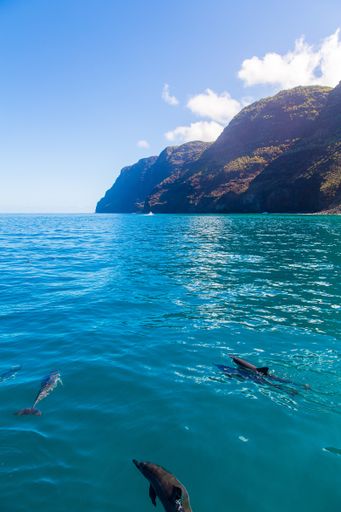 A vertical shot of beautiful dolphins swimming in the waves by the Na Pali cliffs near Kauai island