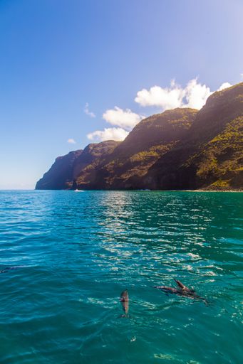 A vertical shot of dolphins swimming near the Na Pali coast cliffs on Kauai island, Hawaii