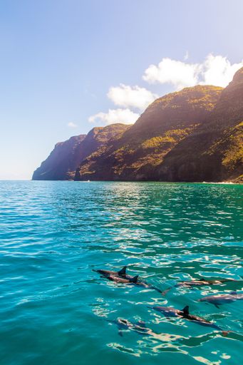 A vertical shot of dolphins swimming near the Na Pali coast cliffs on Kauai island, Hawaii