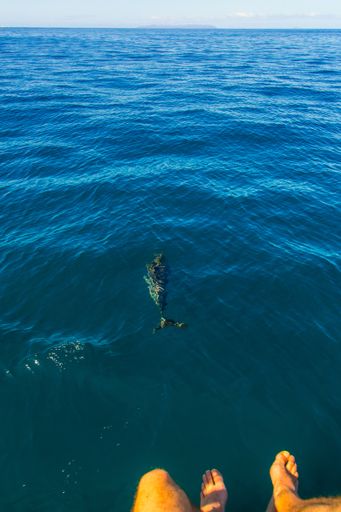 A vertical shot of beautiful dolphins swimming in the waves by the Na Pali cliffs near Kauai island
