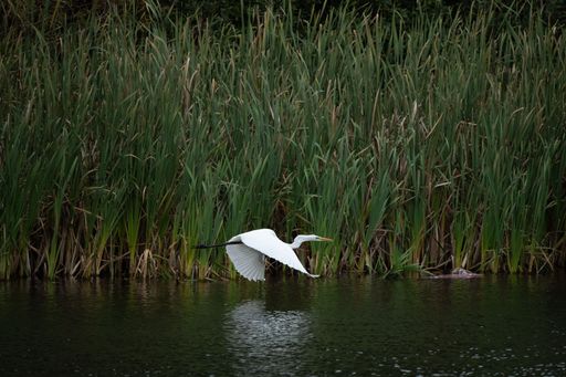 A great white egret flying over the lake near to the surface searching for food
