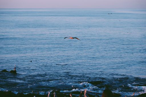 A scenic shot of a bird flying over the sea during sunset - great for wallpapers