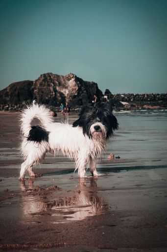 A closeup shot of a cute Tibetan Terrier dog standing at the beach in the daylight