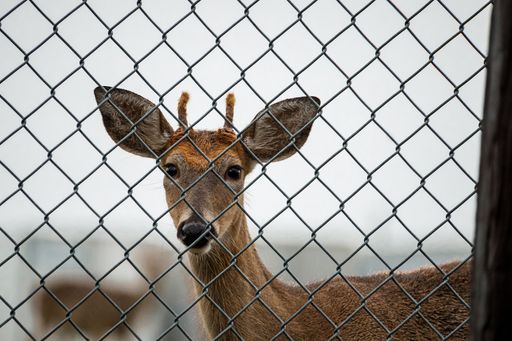 A closeup shot of the cute deer with doe eyes looking at the camera behind the cage bars