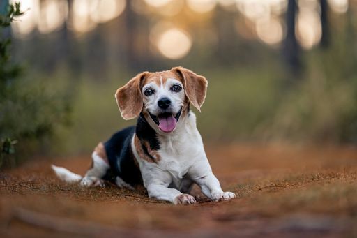 A happy Beagle dog in the nature