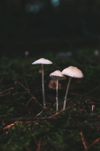 A vertical closeup shot of small fungi growing on a mossy forest floor