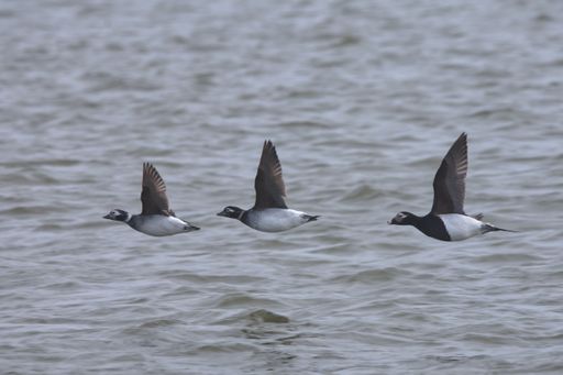 A closeup of long-tailed ducks flying above the North Sea in winter in the daylight