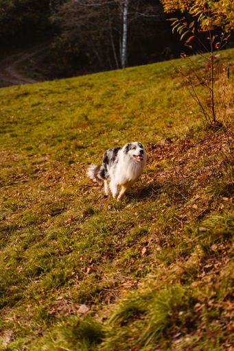 An Australian shepherd running on an autumnal field in Gorge, Trento, Italy